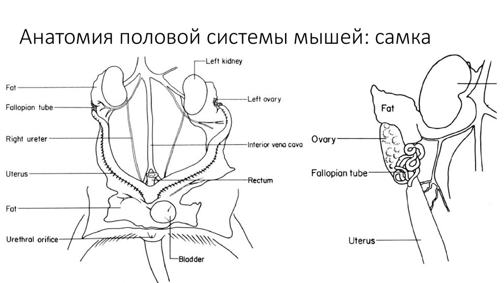 Анатомия полов. Строение половой системы крысы. Анатомия репродуктивной системы у крысы. Половая система анатомия. Анатомия половой системы самок.