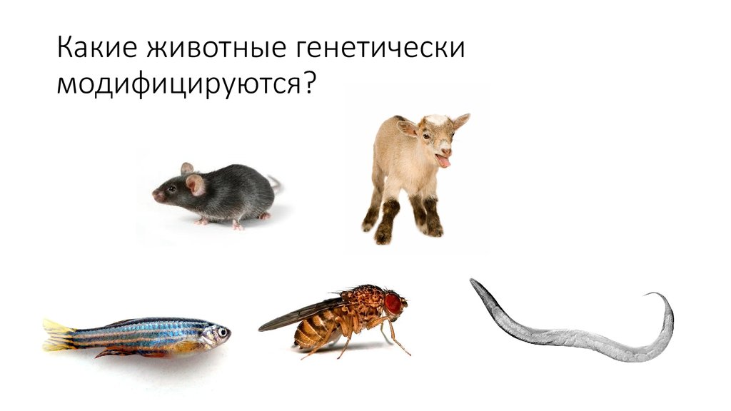 Genetic animals