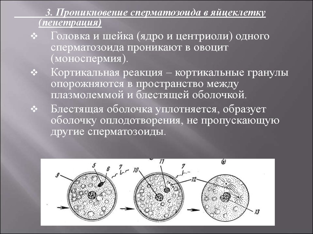 Проникновение. Проникновение сперматозоида в яйцеклетку. Кортикальная реакция яйцеклетки. Кортикальные гранулы яйцеклетки. Кортикальная реакция сперматозоидов.