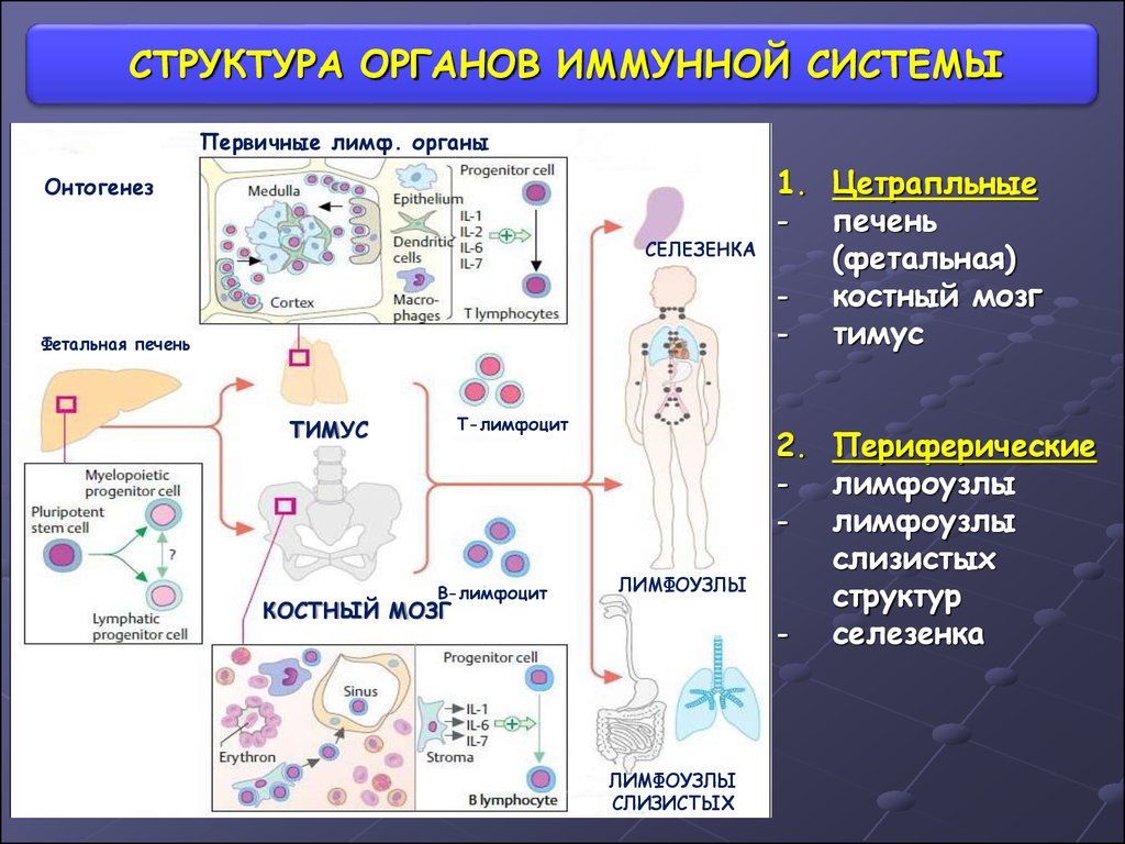 Иммунная система схема