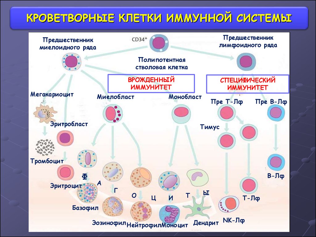 клетки иммунной системы
