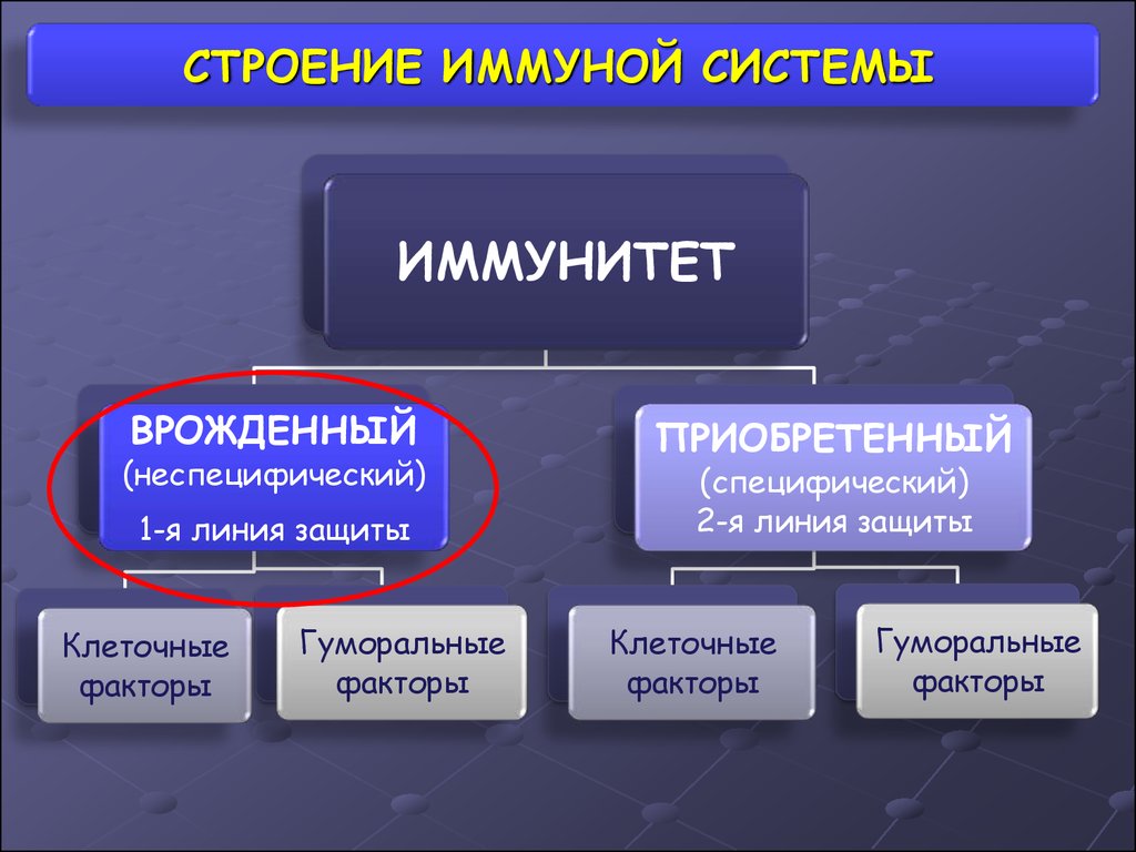 Неспецифические иммунные факторы. Линии защиты иммунитета. Вторая линия защиты иммунитета. Первая линия защиты (врожденный иммунитет). Иммунитет структура иммунной системы.