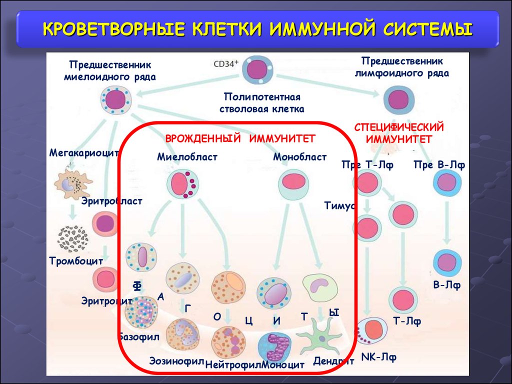 Количество т клеток. Перечислите клеточные элементы органов иммунной системы. Какие клетки крови образуют органы иммунной системы. Схема образования клеток иммунной системы. Схема происхождения клеток иммунной системы.