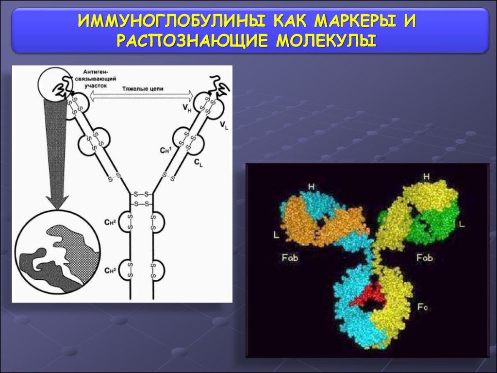 Иммуноглобулины содержат. Молекула иммуноглобулина. Строение молекулы иммуноглобулина. Схема молекулы иммуноглобулина g. Типы тяжелых цепей иммуноглобулинов.