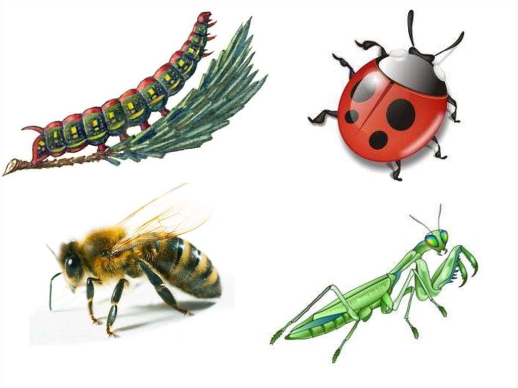 Картина насекомые для дошкольников