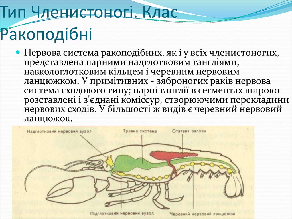 Нервная система членистоногих