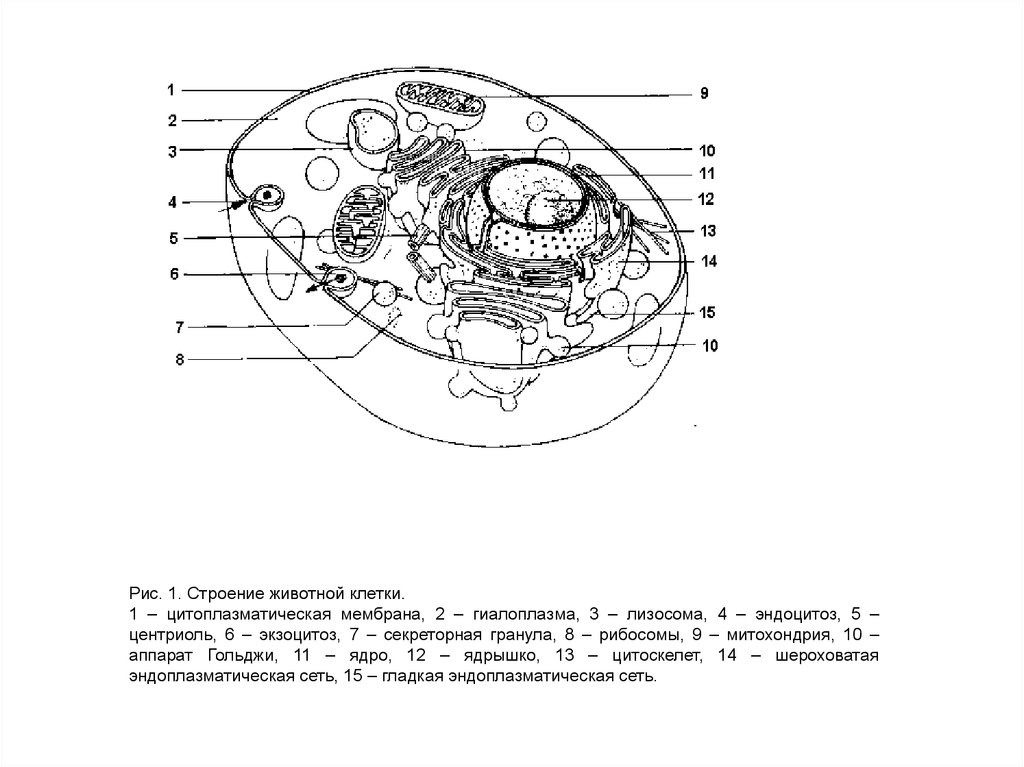 Строение животной клетки 6 класс рисунок с подписями биология