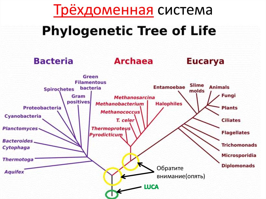 Домен таксон. Филогенетическое дерево. Филогенетическое дерево бактерий.