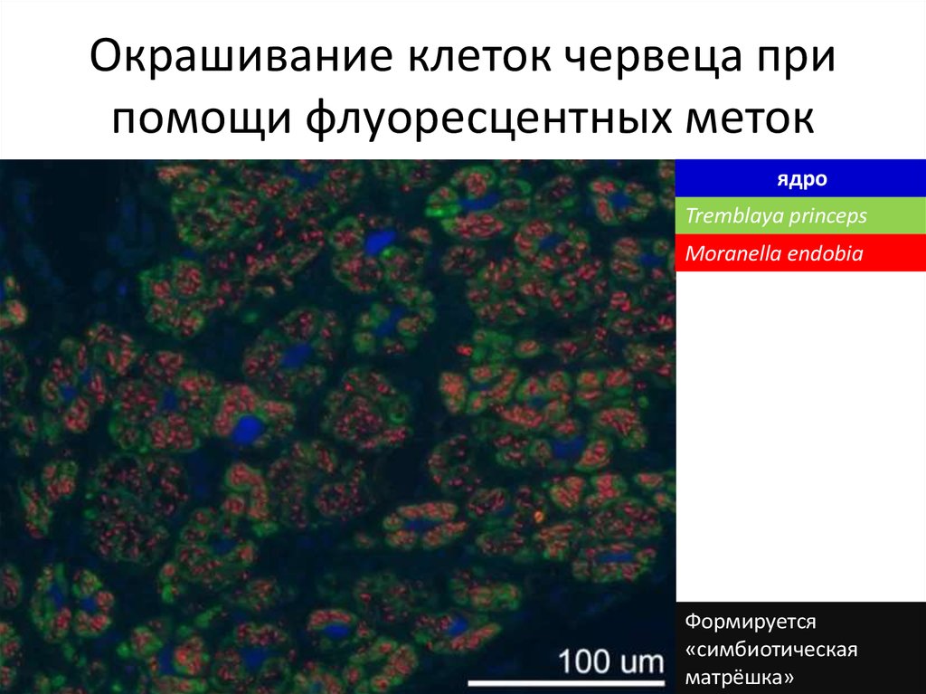 Клетка метод окраски. Флуоресцентное окрашивание клеток. Окрашенные клетки. Изображение делящиеся клетки при помощи флуоресцентной. Окрашивание клеток антителами.