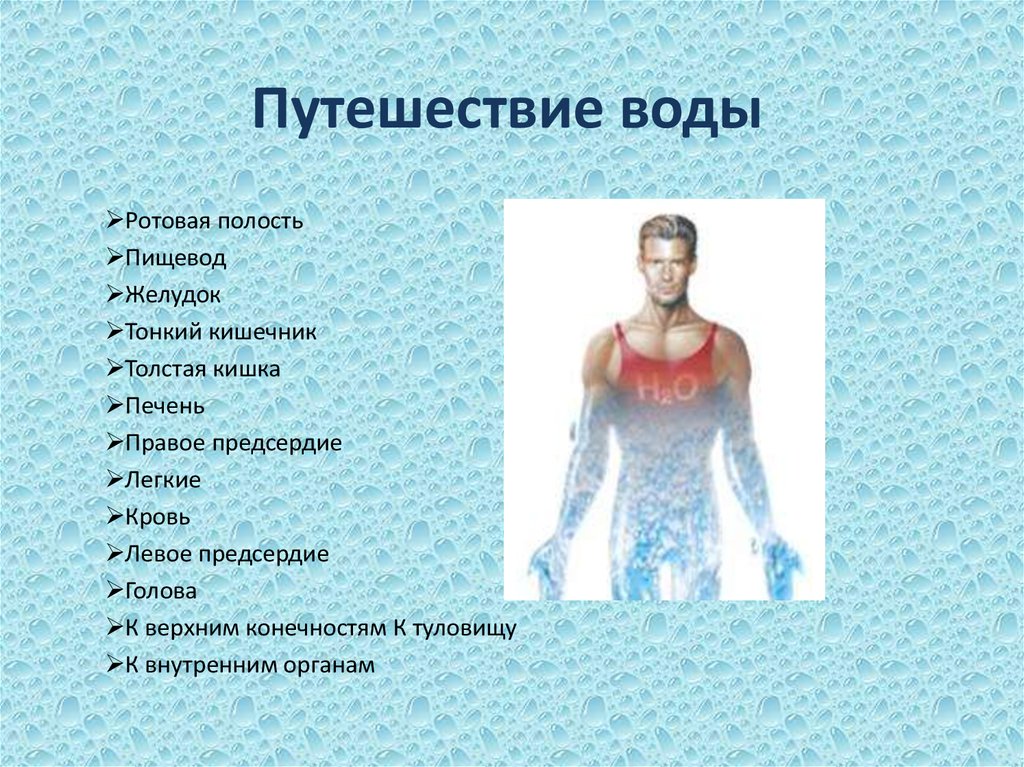 Пройти воду. Как вода проходит по организму человека схема. Как проходит жидкость по организму. Путь прохождения воды в организме. Как проходит вода по организму человека.