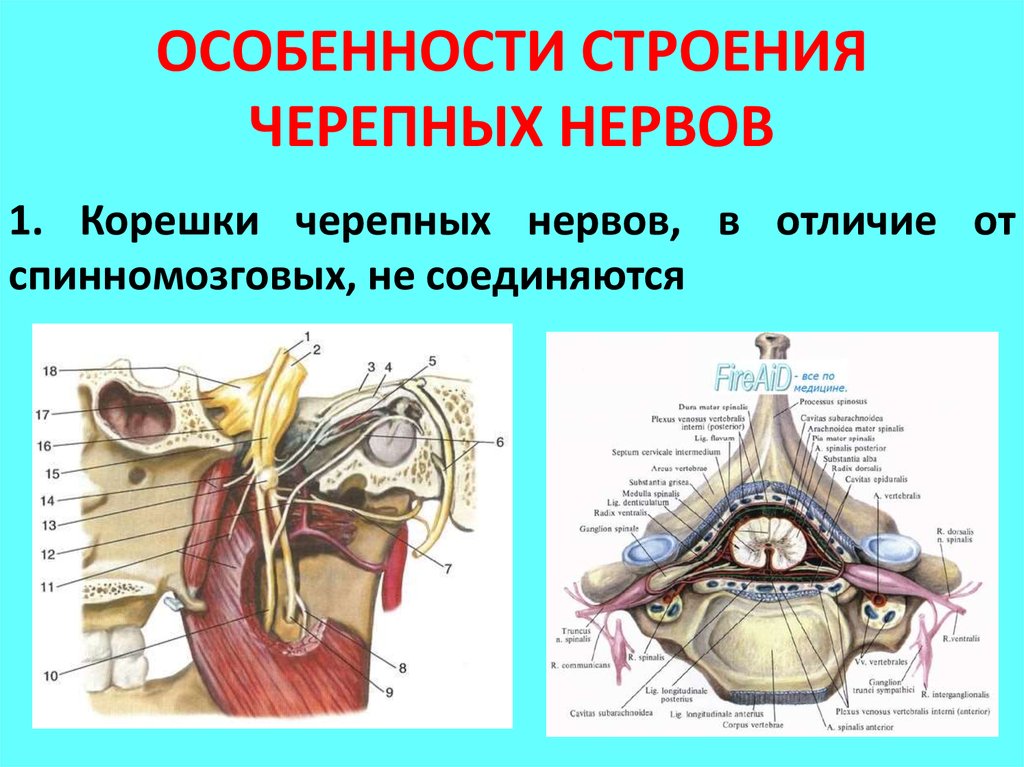 Строение черепных нервов. Функциональная анатомия черепных нервов. Исследование функций черепных нервов. Черепные и спинномозговые нервы. Оценка черепных нервов.