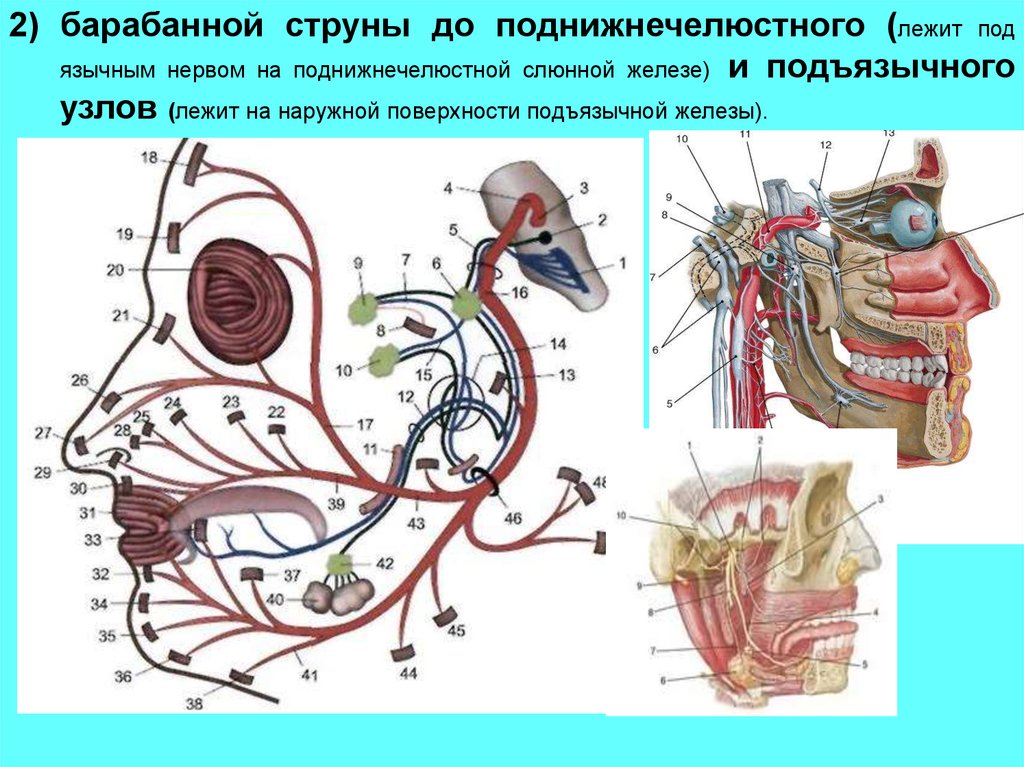 Функциональная анатомия черепных нервов. 3 Пара черепных нервов. 6 Пара черепных нервов.
