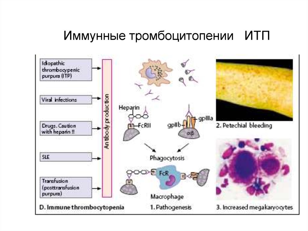 Аутоиммунные заболевания диагностика и лечение руководство для врачей москалев а в