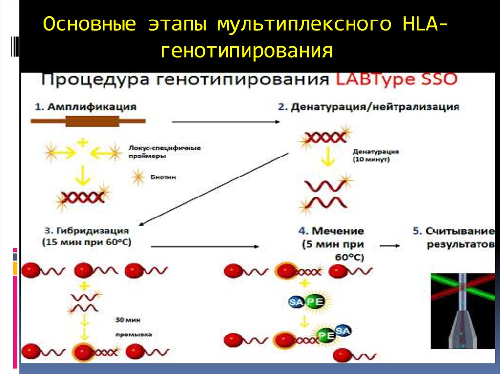 Генотип hla. Основные этапы мультиплексного HLA - генотипирования. Иммуногенетический метод в генетике. HLA типирование методы. Методы HLA типирования молекулярно генетические.