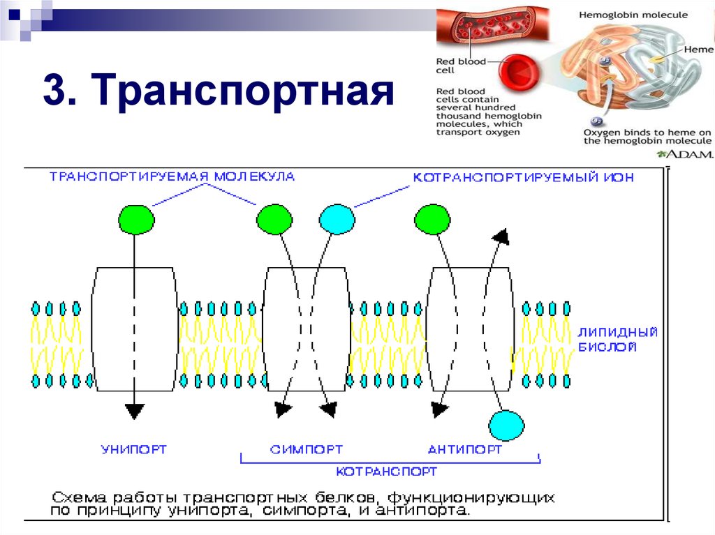 Транспорт функция белков. Унипорт симпорт антипорт. Виды транспортных белков Унипорт. Сим Унипорт. Белковые тела коры.