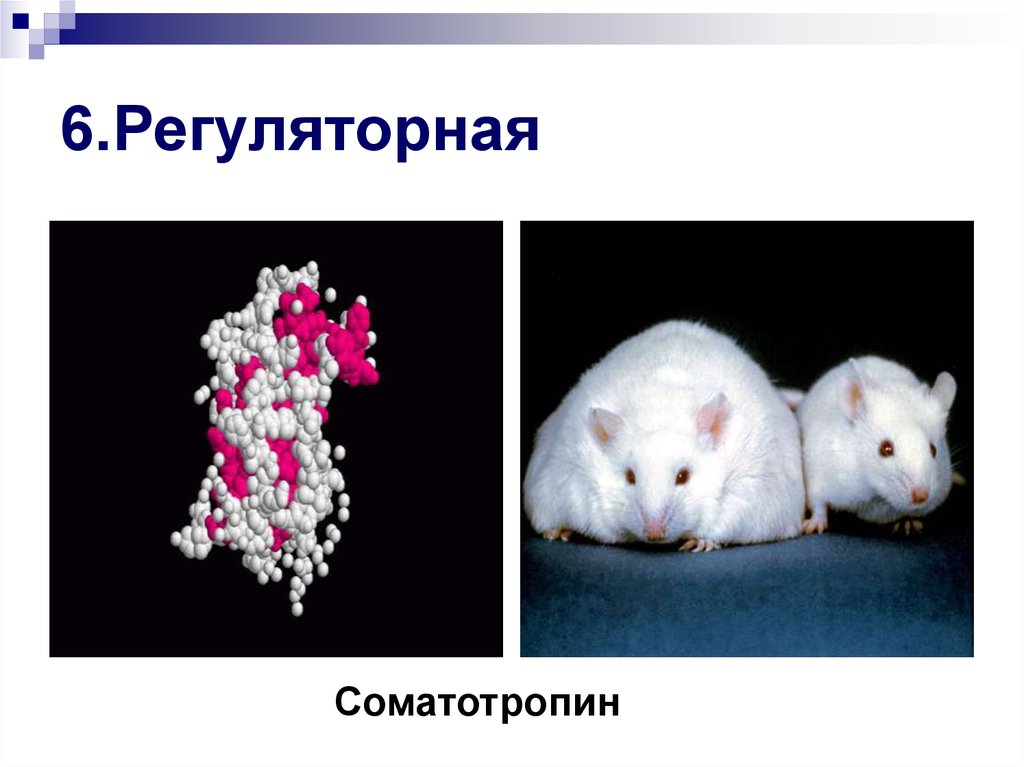 Ген соматотропина. Соматотропин функция белка. Регуляторная функция белков соматотропин. Генно Регуляторная функция белков. Соматотропин животных.