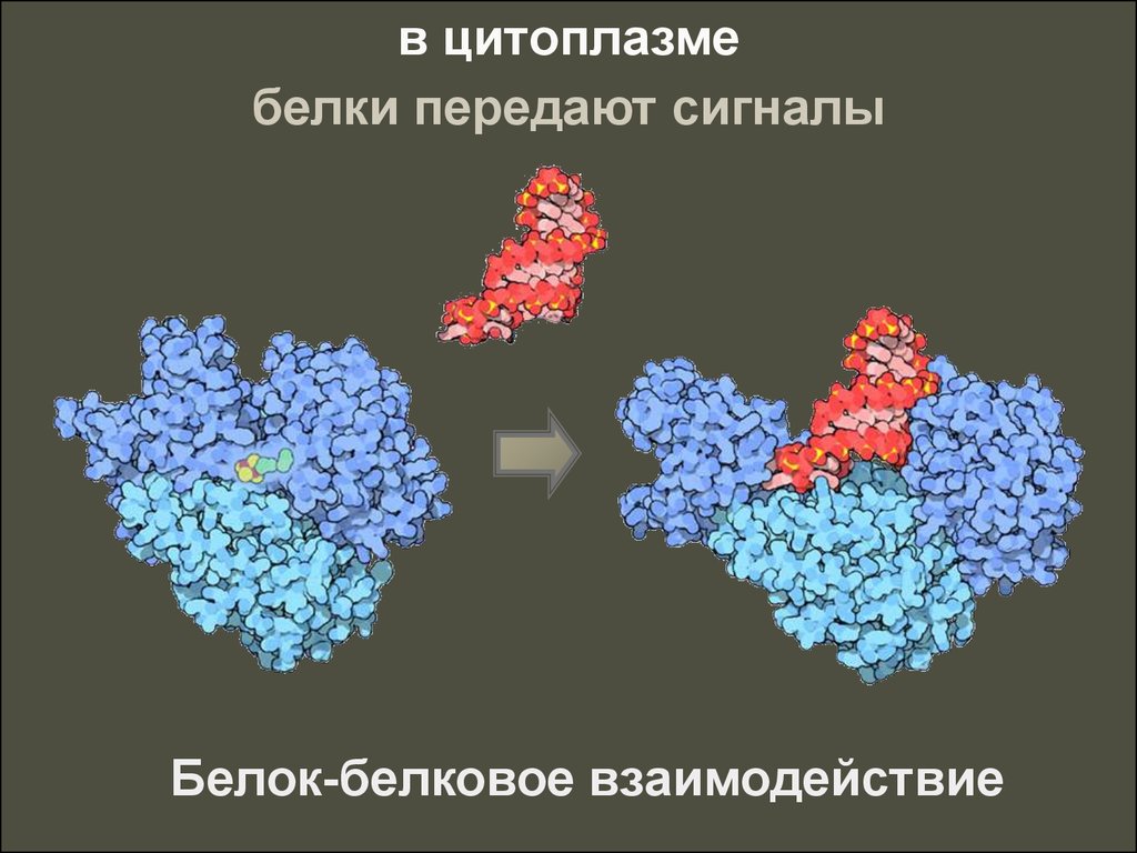 Белково белковые взаимодействия. Механизм белок белкового взаимодействия. Активный центр фермента белка. Белок-белковые взаимодействия ферментов. Взаимодействие белок белок ферменты.