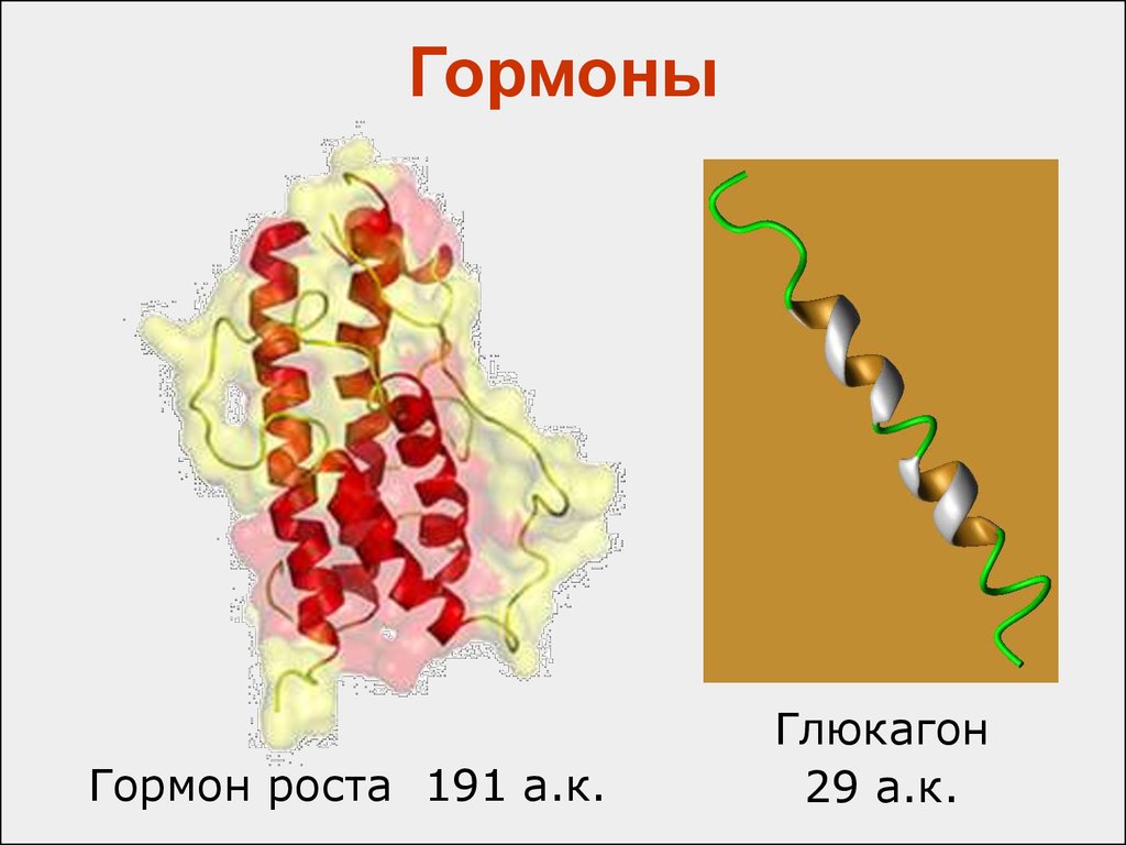 Глюкагон фермент