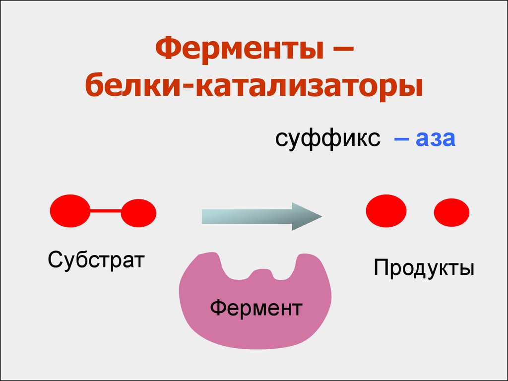 Ферменты белков примеры