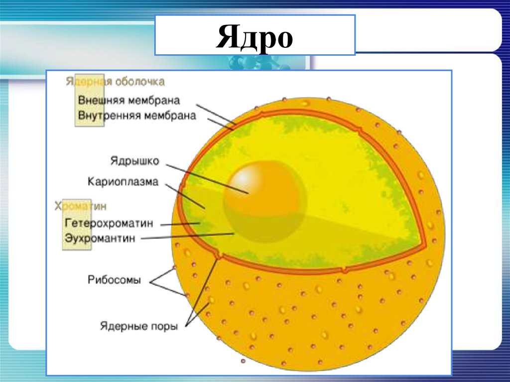 Какой цифрой обозначена на рисунке финна