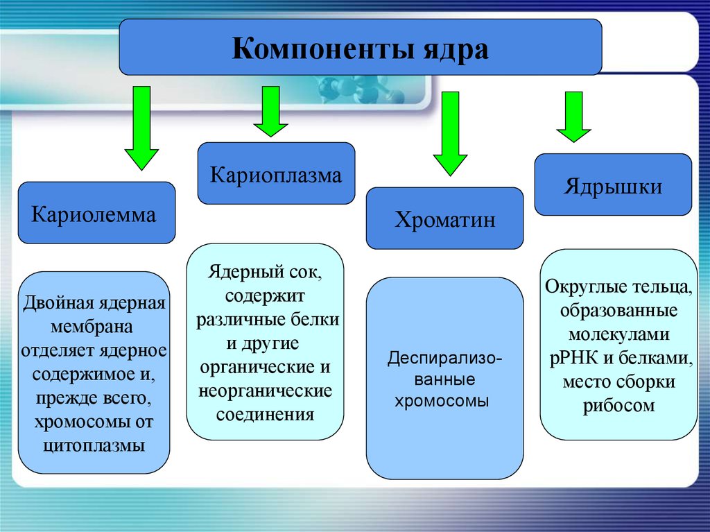 Компоненты ядра клетки. Структурные компоненты ядра кариолемма кариоплазма ядрышко хроматин. Ядро клетки: основные компоненты ядра. Основные структурные компоненты и функции ядра. Составные компоненты ядра.