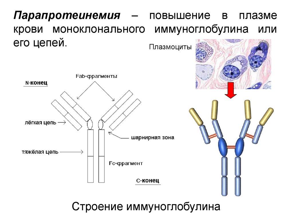 Повышенный иммуноглобулин повышены. Иммуноглобулины биохимия структура. Строение иммуноглобулинов биохимия. Парапротеинемия. Иммуноглобулины плазмы крови.