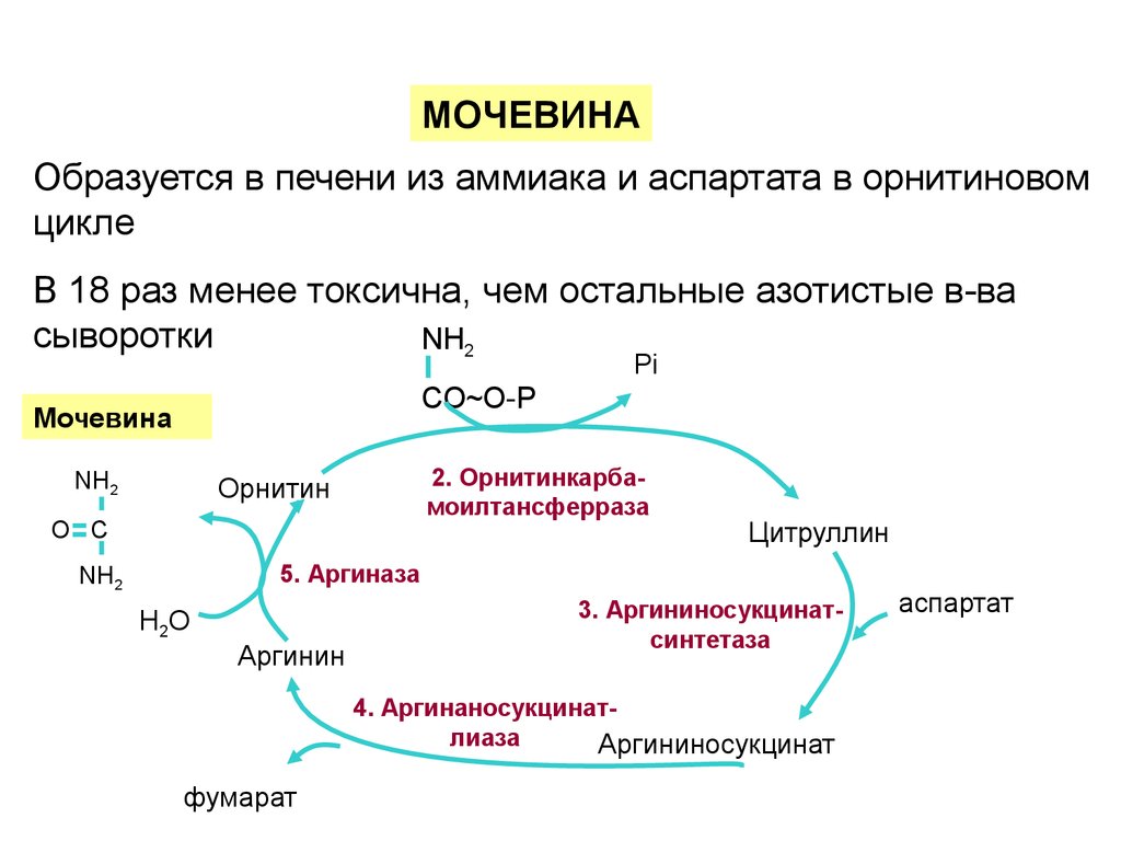 Основной продукт азотистого обмена. Орнитиновый цикл синтеза мочевины. Схема орнитинового цикла мочевинообразования. Схема образования мочевины. Цикл синтеза мочевины биохимия.