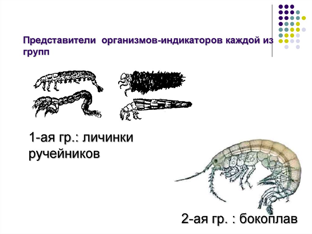 Представитель организма. Представители организмов. Биоиндикация бокоплав. Виды индикаторных организмов мезосапробной зоны. Многотканевые организмы представители.