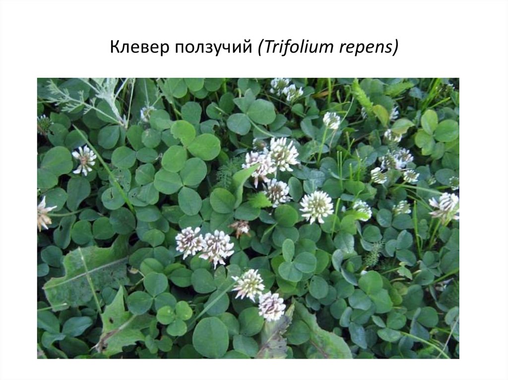 Клевер ползучий вид. Клевер ползучий (Trifolium repens). Клевер белый ползучий. Газон Клевер белый ползучий. Клевер ползучий (Trifolium repens) «Атропурпуреа.