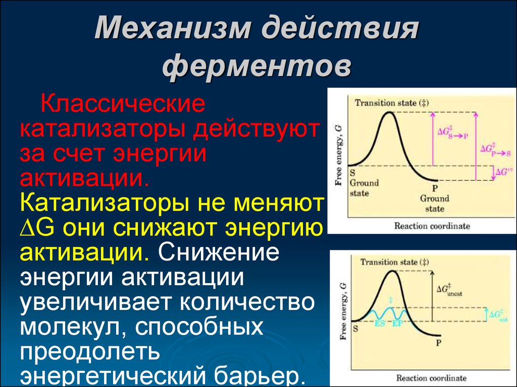 Изменения энергетической диаграммы реакции при участии ферментов