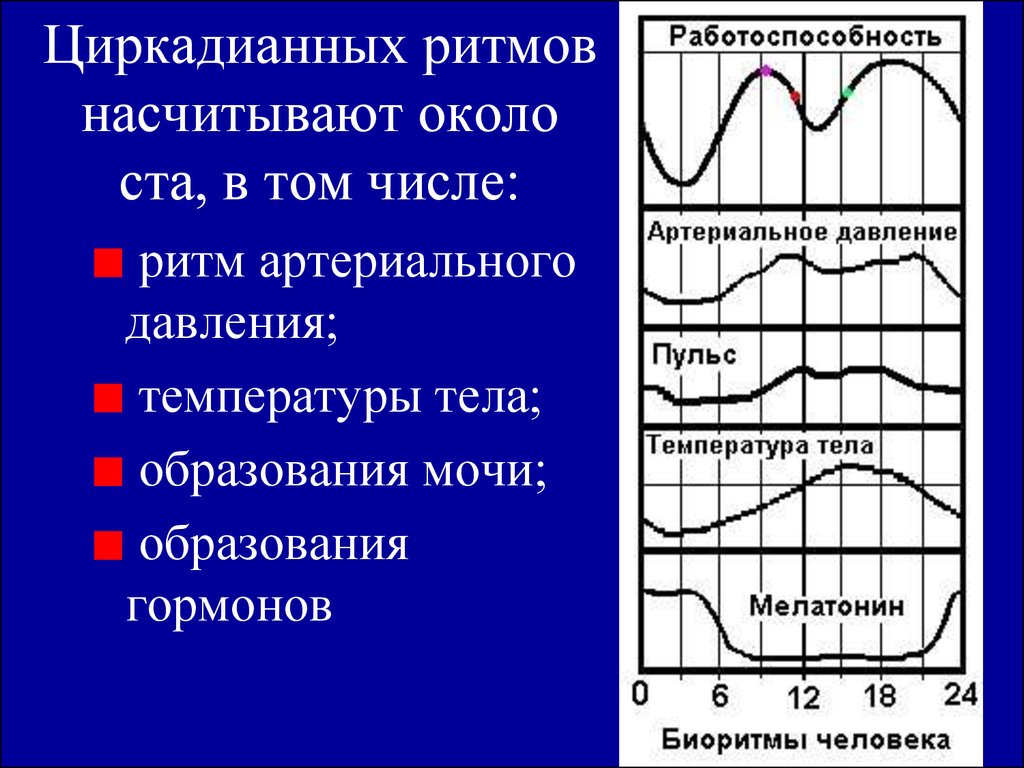 Артериальное давление температура. Суточные ритмы артериального давления. Циркадианные (околосуточные) ритмы. Суточный ритм ад. Суточный ритм температуры тела человека.