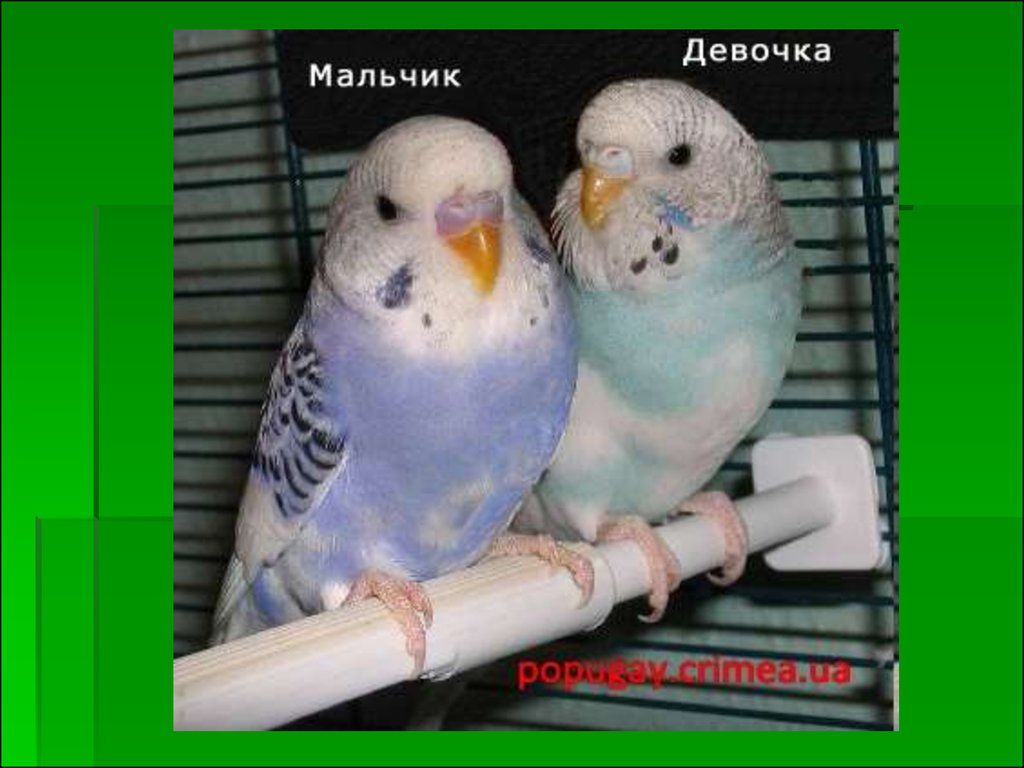 Как отличить самку попугая. Пол волнистого попугайчика. Самец волнистого попугая. Самка волнистого попугая. Попугай самец или самка.