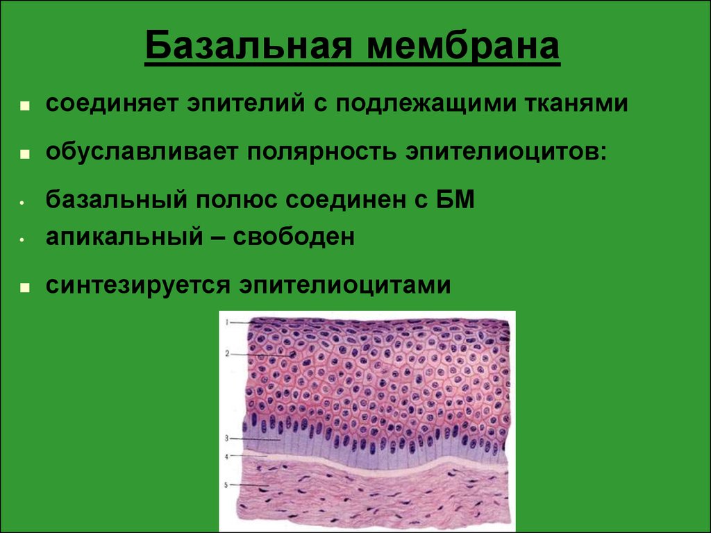 Базальная мембрана функции. Эпителиоциты на базальной мембране. Базальной мембране эпителия ткани. Базальная мембрана эпителия гистология. Базальная мембрана артериолы.