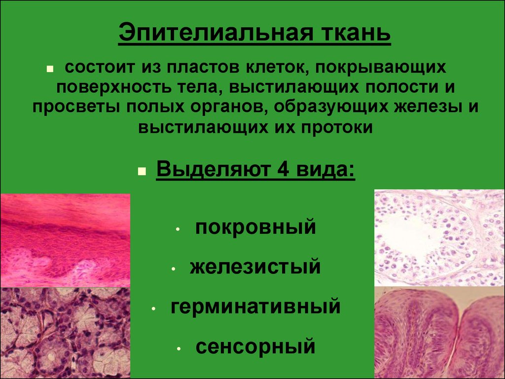 Пример эпителиальной ткани человека. Эпителиальные ткани (эпителии). Миоэпителиальная ткань. Эпитериаиальная ткань. Эпителиальная ткань состоит из.
