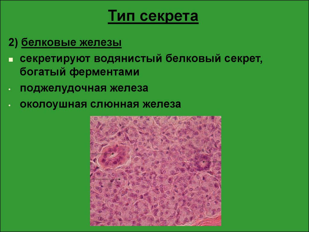 Железа какая ткань. Белково-слизистые железы. Примеры белковых желез. Эпителий околоушной железы.