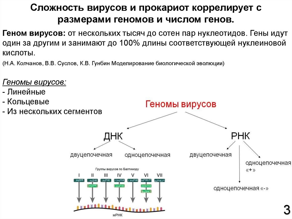 Перестройка генома. Структура Гена прокариот. Генетическая последовательность прокариот. Строение генов эукариот. Строение генов прокариот.