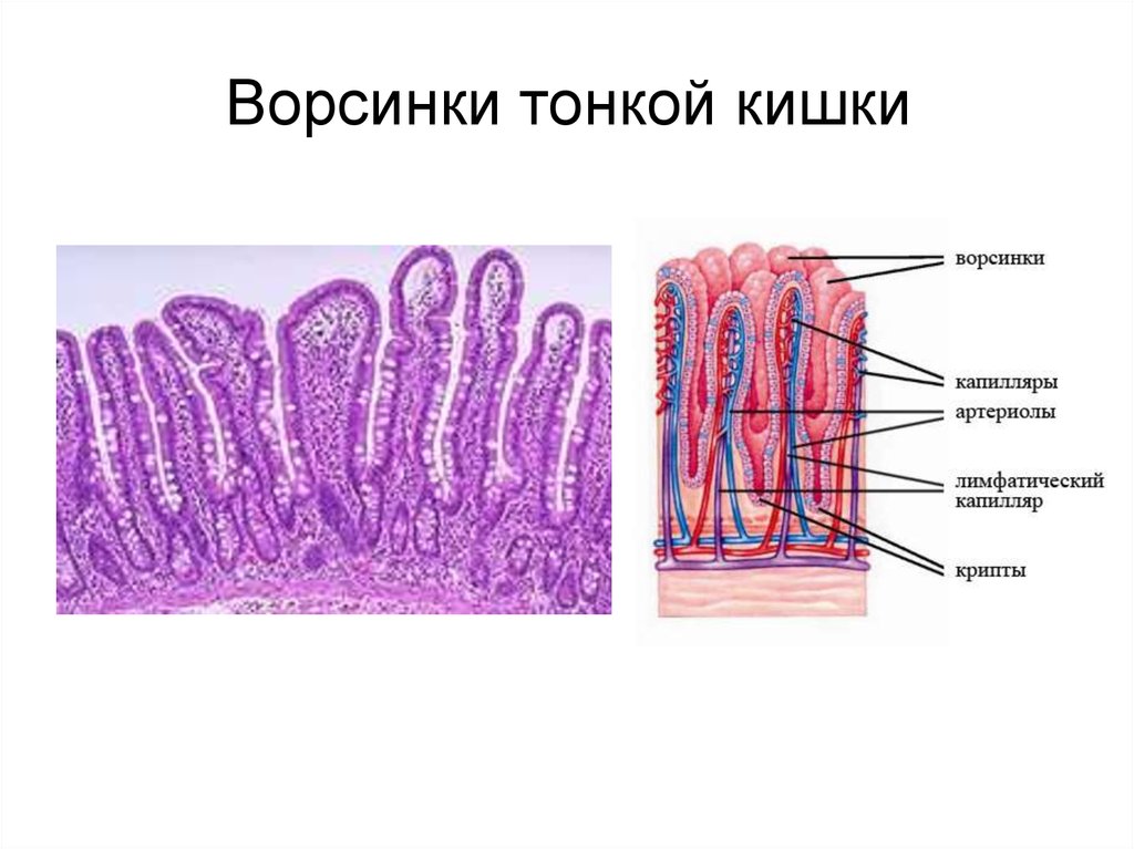 Кишечные ворсинки характерны для. Тонкая кишка кишечная Ворсинка. Ворсинки тонкого кишечника гистология. Строение микроворсинки гистология. Строение микроворсинок толстой кишки.