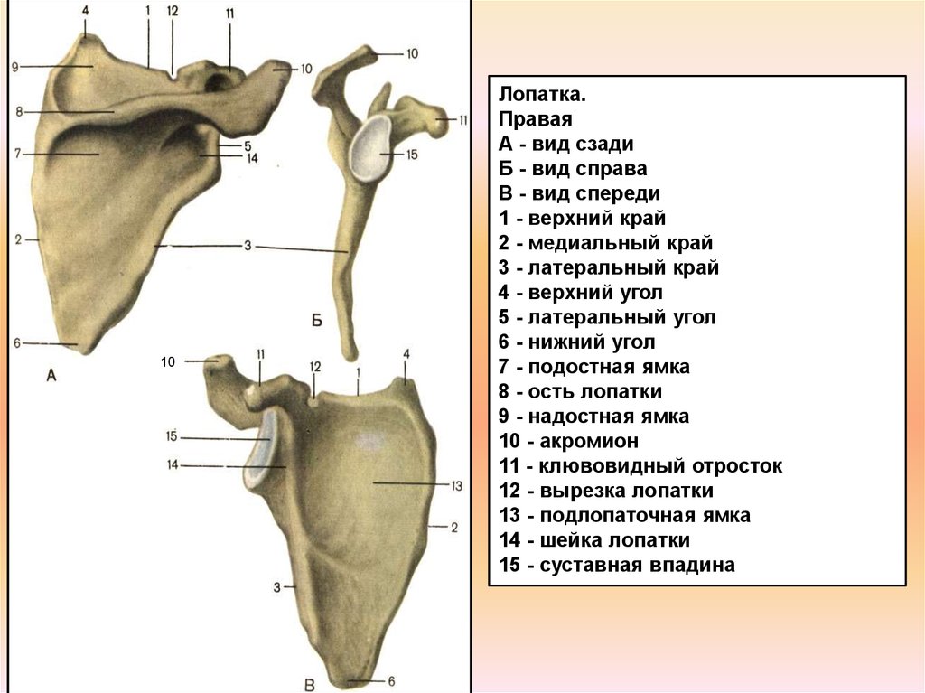 Правая лопатка. Строение лопатки спереди и сзади. Лопатка правая вид спереди и сзади. Строение правая лопатка вид сзади. Строение лопатки вид спереди.