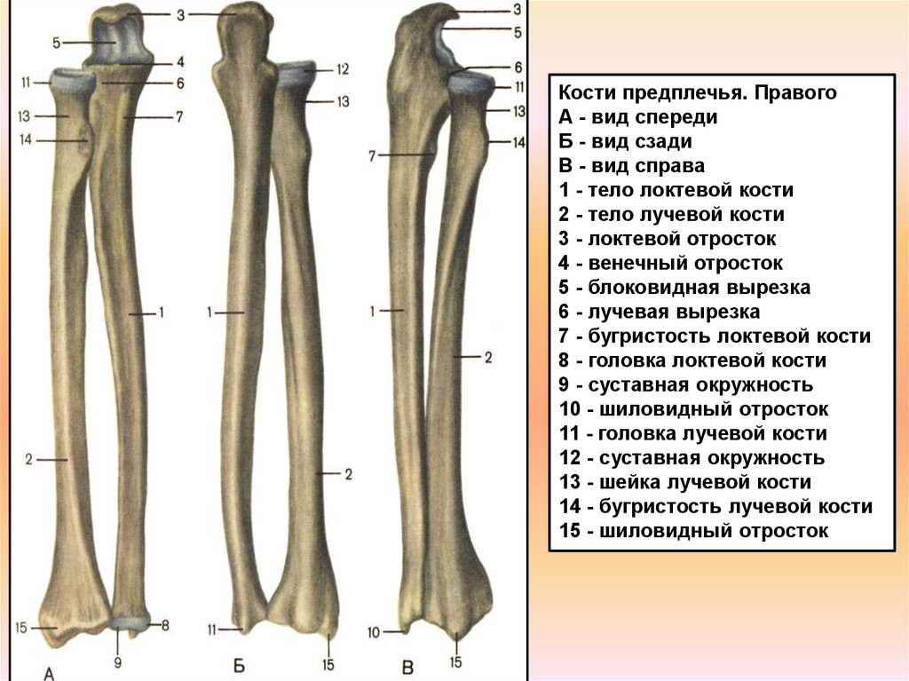 Предплечье на скелете. Кости предплечья анатомия человека. Кости предплечья кость анатомия. Лучевая кость анатомия строение. Лучевая кость предплечья строение.