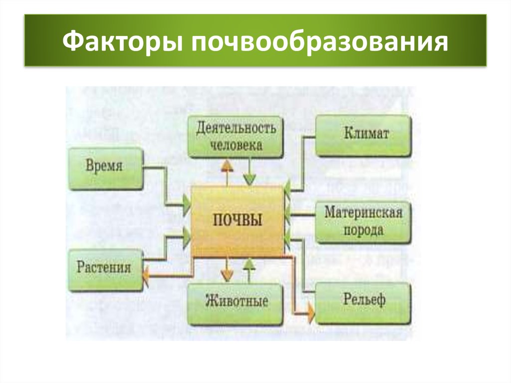 Схема почвообразовательного процесса