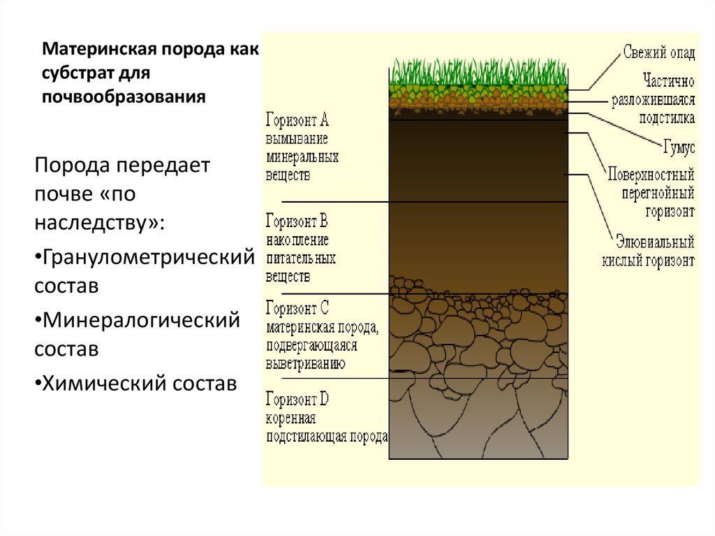 Горизонты горных пород. Строение почвы почвенные горизонты. Почвенный разрез суглинка. Почвенный разрез суглинистой почвы. Структура почвы почвенные горизонты.