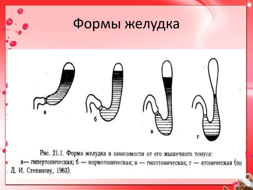 Что означает желудков. Формы желудка в зависимости от телосложения.