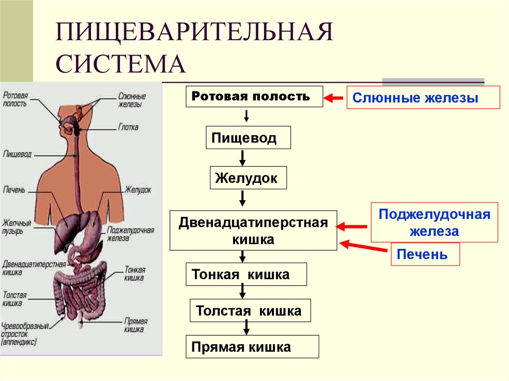 Рот пищевод желудок кишечник. Пищеварение строение пищеварительной системы. Анатомическое строение пищеварительной системы человека. Структура пищеварительной системы схема. Схема последовательности органов пищеварительной системы.
