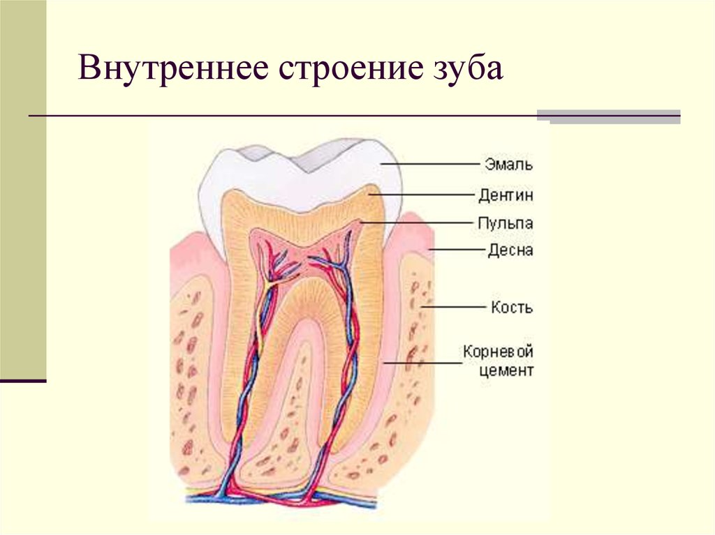 Какие части у зуба. Строение зуба внешнее и внутреннее строение. Строение внешнего строения зуба. Схема внутреннего строения зуба анатомия. Наружное и внутреннее строение зуба анатомия.