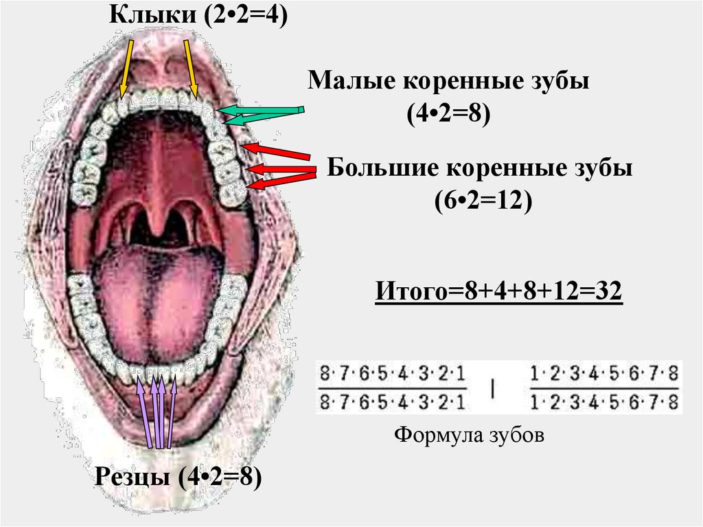 Ротовая полость норма. Формула зубов. Малые и большие коренные зубы. Зубная формула зубы. Зубная формула коренных зубов.