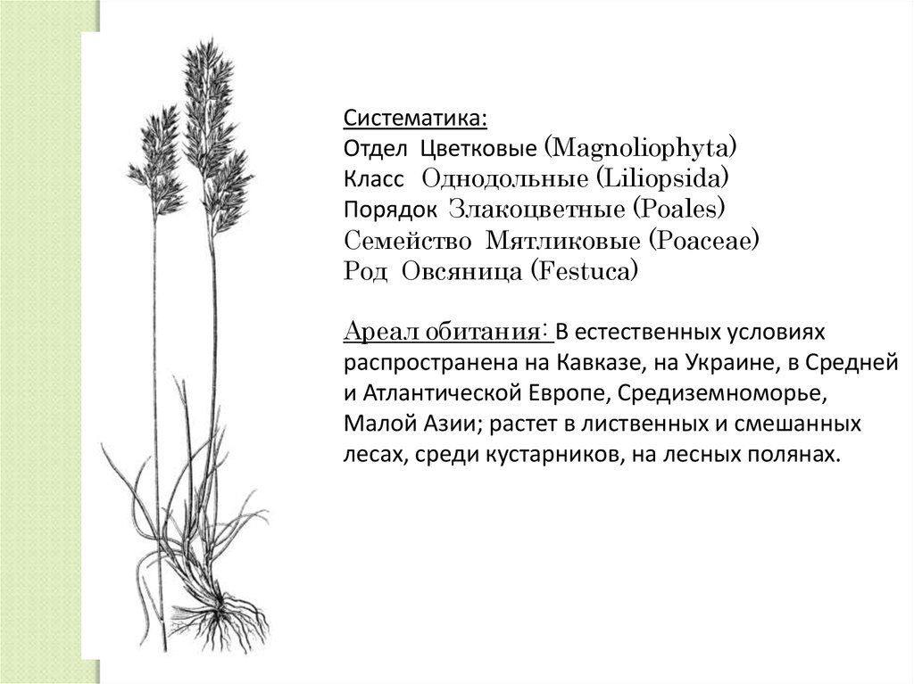 Систематический отдел. Овсяница систематика. Порядок Злакоцветные. Систематика однодольных. Мятликовые семейство систематика.