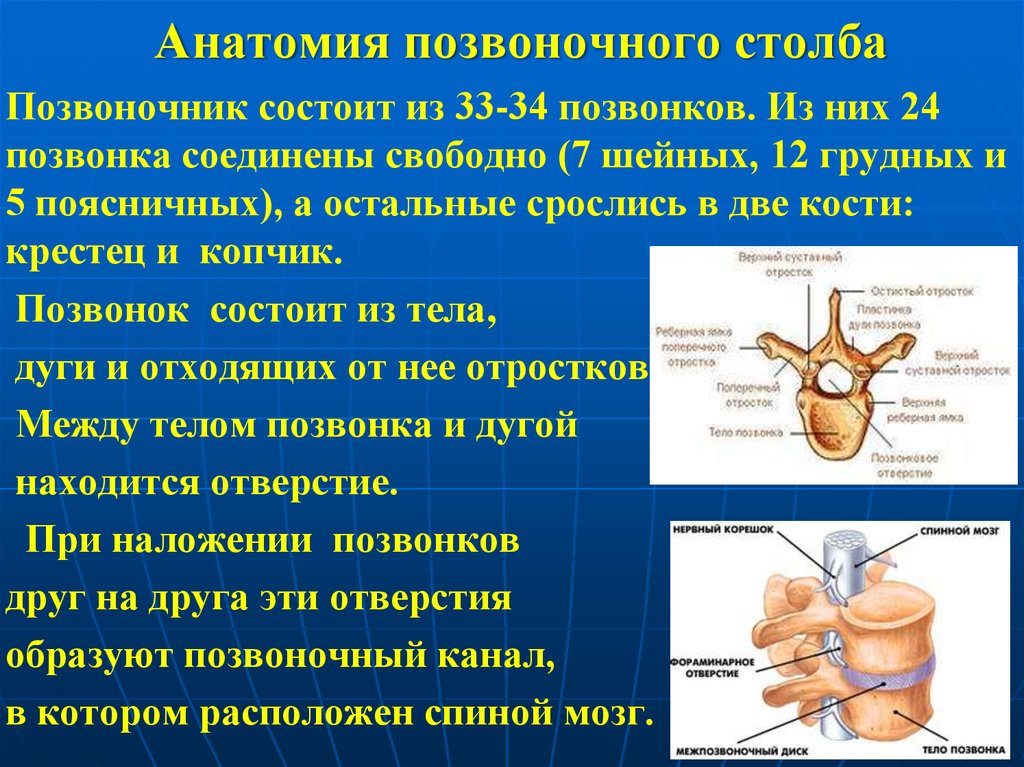 Соединены свободно. Анатомия позвоночного столба. Анатомия позвоночника презентация. Топографическая анатомия позвонка. Позвоночный столб топографическая анатомия.