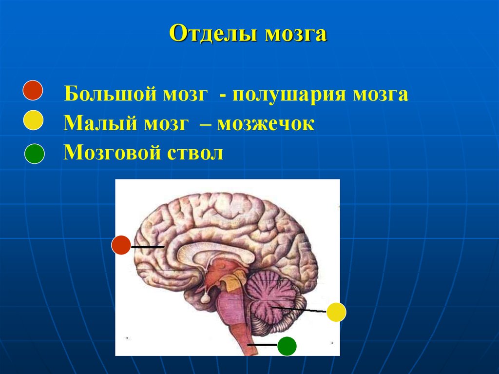 Малые полушария. Головной мозг отделы ствол мозжечок и большой мозг. Большой мозг. Большой и малый мозг. Малый мозг.