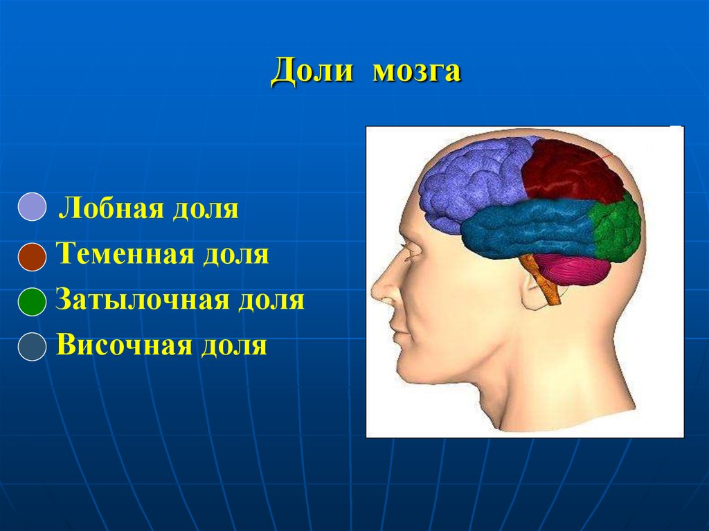 Зона затылочной доли мозга. Лобная теменная височная затылочная доли мозга. Отделы головного мозга лобная височная. Теменная зона головного мозга.