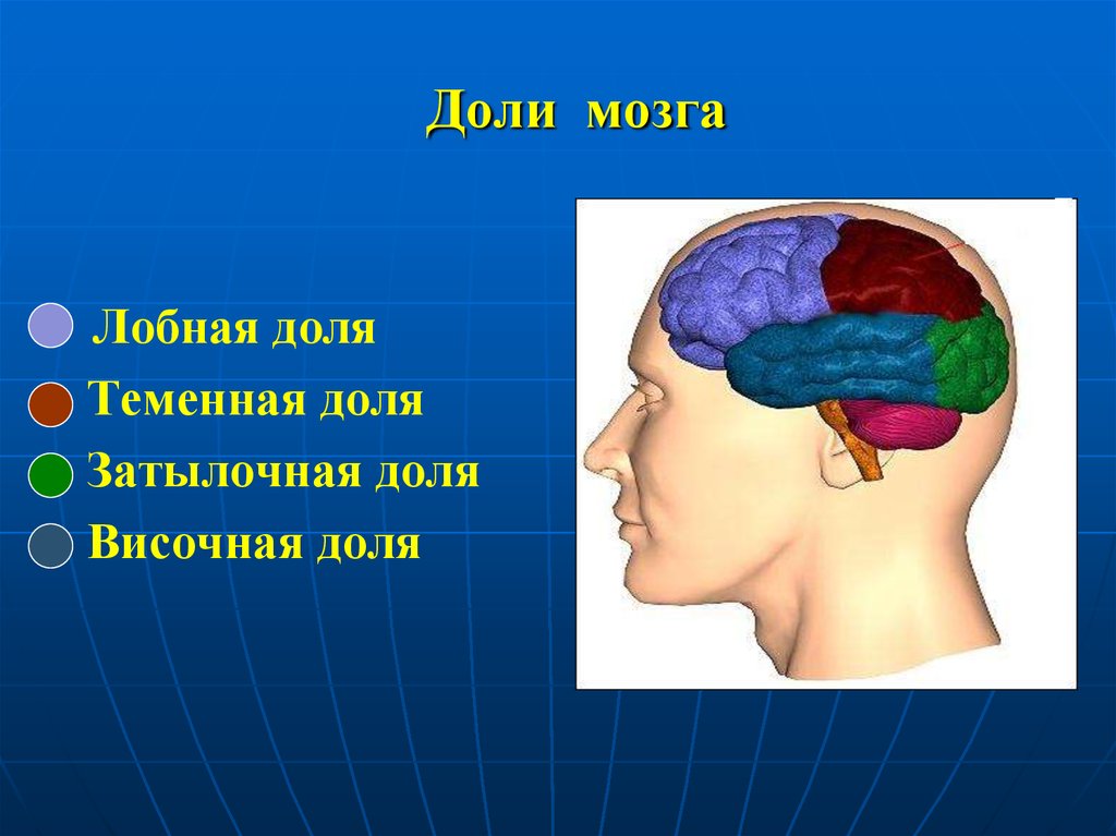 Височный мозг. Доли головного мозга теменн. Темкнная дрляголовного мозга. Лобная теменная височная затылочная доли мозга. Лобная доля теменная доля затылочная доля височная.